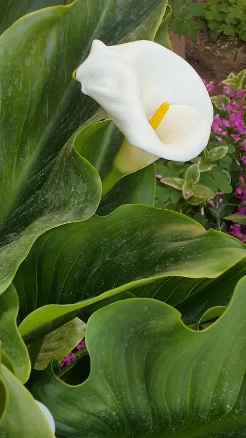 Melekler Pansiyon Ayvalik Turkey